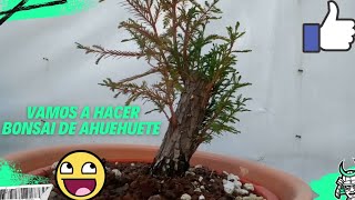 hacer bonsai desde cero con ahuehuetetrabajos drásticos pero necesario bonsai ahuehuete [upl. by Anih]