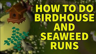 Birdhouse and Seaweed Guide  OSRS [upl. by Natsirhc]