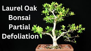 Laurel Oak Bonsai Tree Quercus Laurifolia First Flush Partially Defoliated with an Update [upl. by Jesse550]