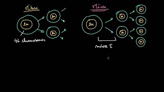 Comparaison entre mitose et méiose شرح بالدارجة المغربية [upl. by Tymothy]