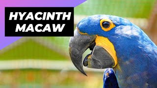 Hyacinth Macaw 🦜 The Endangered Gem Of The Amazon [upl. by Karissa]