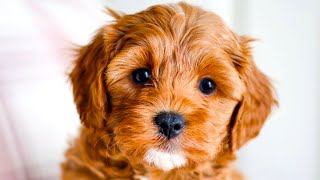 Cavapoo  The Ultimate Top 10 Pros and Cons Guide [upl. by Malkin]