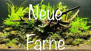 Neue Farne im Aquarium aquaristik [upl. by Lounge]