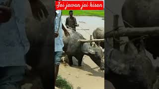 Jai jawan jai kisankisan song [upl. by Atims]