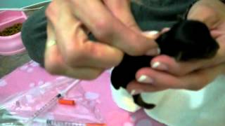 Priceless Yorkie Puppy SubQ Fluids Tutorial Video [upl. by Arreic]