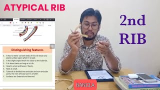 Second Rib Anatomy Bangla Demo [upl. by Ahsenroc416]