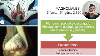 Magnoliidea  Clado Magnolídeas  parte 1 Magnoliaceae e Myristicaceae [upl. by Padgett]