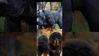 ENGLISH MASTIFF VS TIBETAN MASTIFF PRESA CANARIO BLACK RUSSIAN TERRIERCAUCASIAN SHEPRDBITE FORCE [upl. by Herates]