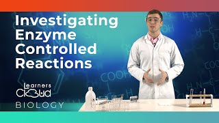 Investigating enzyme controlled reactions [upl. by Aerbua]