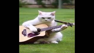 Talented Cat Plays Guitar While Friend Dances  Adorable Feline Duo [upl. by Assenar]