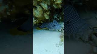 Cozumel Splendid Toadfish [upl. by Veats]