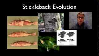 Stickleback Evolution [upl. by Notsnorb823]