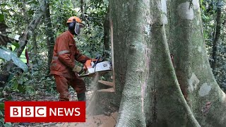 World leaders promise to end deforestation by 2030 – BBC News [upl. by Anastatius221]