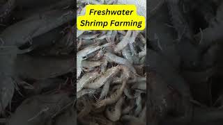 Mastering Freshwater Shrimp Farming Pro Tips and Techniques [upl. by Alyacim447]