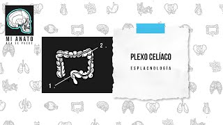 PLEXO CELÍACO PLEXO SOLAR [upl. by Mcafee672]