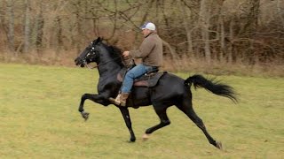 Shady Black Standardbred Race horse being rehabilitated for another equine displinice [upl. by Egas]