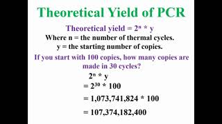 Theoretical Yield of PCR Animation [upl. by Asinet]