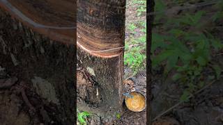 Rubber Tapping Process🌴 rubberfarming satisfying rubberwood rubber woodworkrubbertapping wood [upl. by Bearnard]