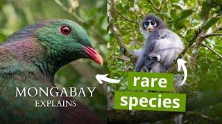 What is an endemic species  Mongabay Explains [upl. by Dranoel]