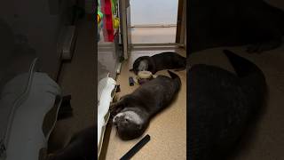 Otters play with toys in their own way🥰🦦🦦Cute Otter ytviral otternoise ottervideos playing [upl. by Ynnub]