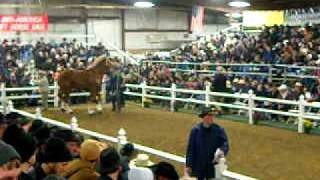 mid america draft horse sale 2011 [upl. by Annahael119]