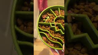 Aussiedoodle raw food diet aussiedoodle rawdogfood [upl. by Ahsiken]