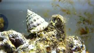 Trochus snail YouTube [upl. by Pleione]