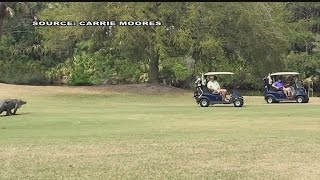 Alligator spotted on Kiawah Island Golf Course [upl. by Kata]