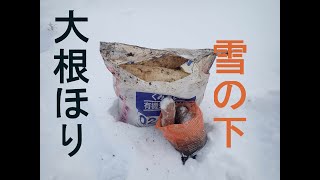 【大根保存】大根を雪の下から掘り出す [upl. by Eanil]