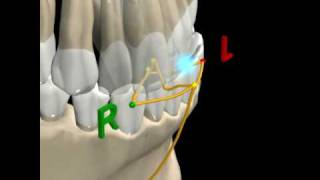 MANDIBULAR MOVEMENTS  2 [upl. by Yevrah103]