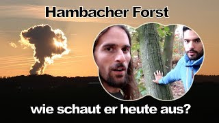 Hambacher Forst  was geschah hier wirklich Sind erneuerbare Energien die Zukunft [upl. by Elkraps]