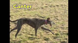 How to identify all six dog gaits with simple tips and slowmotion film [upl. by Layman]