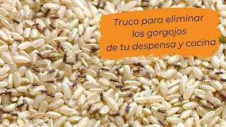 Truco para eliminar los gorgojos de tu despensa y cocina evita sorpresas en el arroz o cereales [upl. by Akciret]