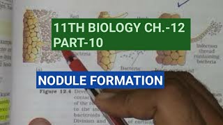 Class 11 BiologyCh12 Part10Nodule formationStudy with Farru [upl. by Pincus975]