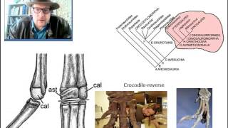 GEO 6350 Vertebrate Paleontology Lecture 15 Archosauromorphs [upl. by Viridissa]