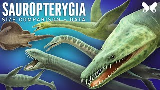 PLESIOSAURS and other Sauropterygians size comparison and data [upl. by Calbert]