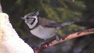 TOFSMES Crested Tit Lophophanes cristatus Klipp  164 [upl. by Enomas]