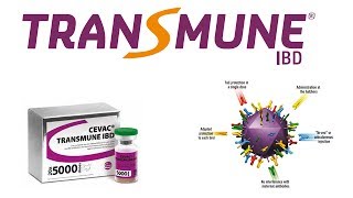 Ceva Transmune® IBD  Full Protection with 1 shot in the Hatchery [upl. by Amhsirak]