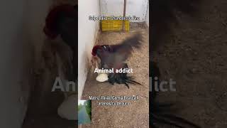 roosterhentrendinganimalsshortsyoutubesubscribe [upl. by Notsehc]