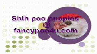 Shihpoo puppies for sale at wwwfancypoo4ucom [upl. by Yarw444]