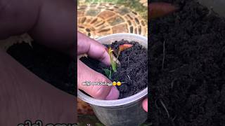 ഇതൊക്കെ Try ചെയ്ത് നോക്കിയിട്ട് support ചെയ്യാം diy gardening rose roserooting gardenideas tip [upl. by Lyrehs]