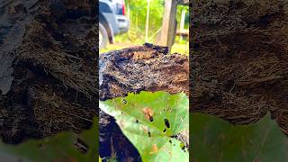 TERMITE JUGGLING DEBRIS😮 [upl. by Marillin]