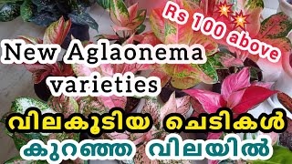 New Aglaonema varieties for sale  Yeryusu jennath [upl. by Znerol]