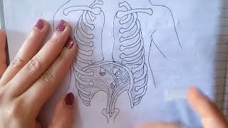 Diaphragm Anatomy [upl. by Eenal]