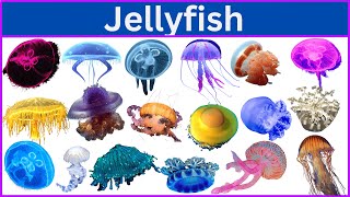 Types of Jellyfish  List of Jellyfish [upl. by Zeiger252]