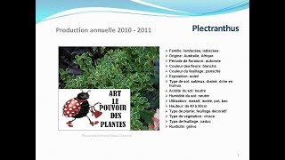 Plectranthus plante annuelle [upl. by Eissalc]