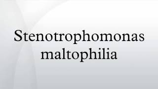 Stenotrophomonas maltophilia [upl. by Odie]