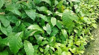 Coffee plant available918471964562 [upl. by Adekam917]