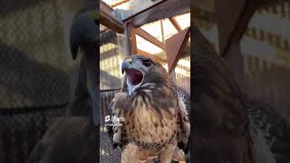 Red tailed hawk sound  Red tailed hawk call redtalihawk hawk [upl. by Boyer]