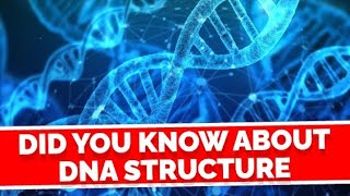 DNA Structure Simplified for You ।Human DNA Structure 🧬🧬 [upl. by Alrich]